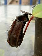 Nepenthes muluensis x lowii, dead pitcher